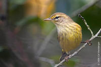 Image of: Dendroica palmarum (palm warbler)