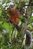 Sciurus variegatoides - Variegated Squirrel