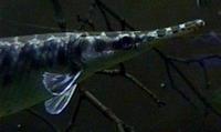 Image of: Lepisosteus platostomus (shortnose gar)