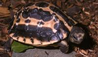 Image of: Pyxis arachnoides (common spider tortoise)