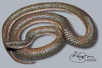 Image of: Xenopeltis unicolor