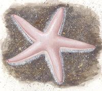 Image of: Astropecten irregularis