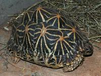 Geochelone elegans - Indian Starred Tortoise