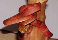 Corallus hortulanus - Amazon Tree Boa