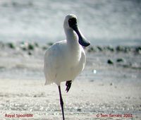 Royal Spoonbill - Platalea regia