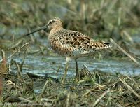 Short-billed Dowitcher - Limnodromus griseus