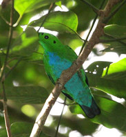 Hose's Broadbill - Calyptomena hosii