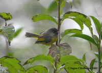 Golden-breasted Fulvetta - Alcippe chrysotis