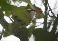 Red-billed Scimitar Babbler - Pomatorhinus ochraceiceps