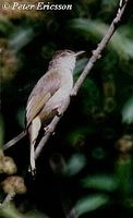 Grey-eyed Bulbul - Iole propinqua