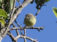 Timor Leaf Warbler - Phylloscopus presbytes