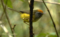 Broad-billed Warbler - Tickellia hodgsoni