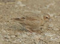 Ashy-crowned Sparrow Lark - Eremopterix griseus