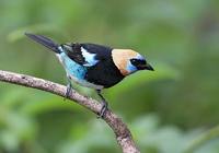 Golden-hooded Tanager (Tangara larvata) photo