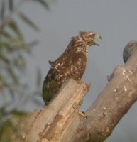 Red-shouldered Hawk - Buteo lineatus