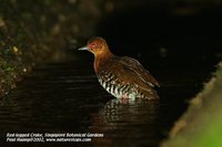 Red-legged Crake - Rallina fasciata