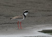 Pied Lapwing - Vanellus cayanus
