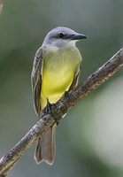 Tropical Kingbird (Tyrannus melancholicus) photo