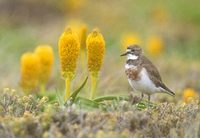 Double-banded Plover (Charadrius bicinctus) photo