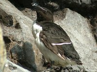 Razorbill - Alca torda