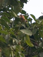 Rose-faced Parrot - Pionopsitta pulchra