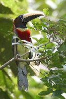 Red-necked Aracari - Pteroglossus bitorquatus