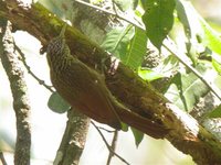 Ivory-billed Woodcreeper - Xiphorhynchus flavigaster