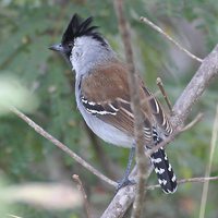 Silvery-cheeked Antshrike - Sakesphorus cristatus