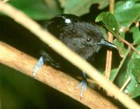 Bananal Antbird - Cercomacra ferdinandi