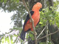 Andean Cock-of-the-Rock - Rupicola peruviana