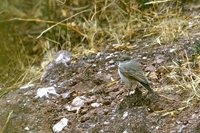 Cinereous Ground-Tyrant - Muscisaxicola cinereus