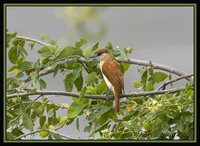 Cinereous Becard - Pachyramphus rufus