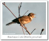 Monotonous Lark - Mirafra passerina