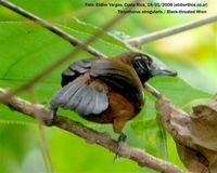 Black-throated Wren - Thryothorus atrogularis