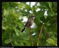 Pied Bushchat - Saxicola caprata