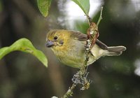 Variable Seedeater - Sporophila corvina