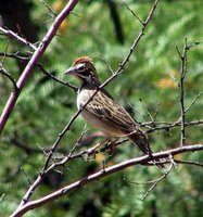 Lark Sparrow - Chondestes grammacus