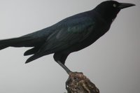 Great-tailed Grackle - Quiscalus mexicanus