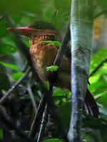 Blue-capped Wood-Kingfisher