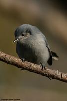 *NEW* Masked Gnatcatcher - female