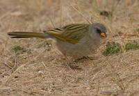 *NEW Great Pampas Finch