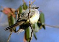 Western Kingbird