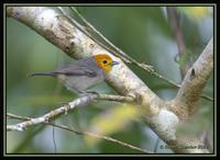 Orange-headed Tanager 2