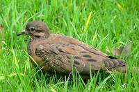 Torcaza - Eared Dove Zenaida auriculata