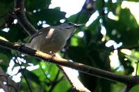 Moustached  wren