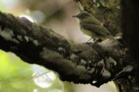 Saffron-crested Tyrant-manakin in Suriname