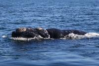 aerial view of North Atlantic right whale swimming with calf