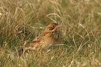 Chestnut-eared Bunting