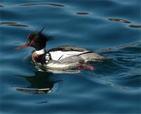 Red-Breasted Merganser, Red-breasted Merganser - (Mergus serrator Linnaeus, 1758