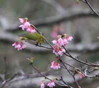 Zosterops japonicus